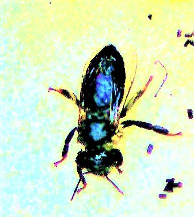 Ermattete und durchnässte Westliche Honigbiene(Apis mellifera(L. 1758))