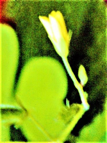 Blüte des Aufrechten Sauerklees(Oxalis stricta(L.))