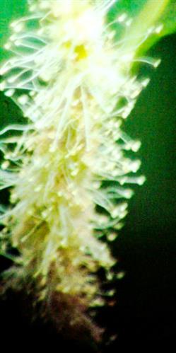 Blütenstand einer Esskastanie(Castanea sativa(L.))