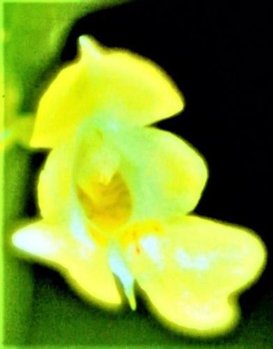 Blüte eines Kleinen Springkrautes(Impatiens parviflora(L.))