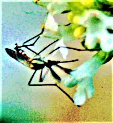 Männliche Stechmücke(Culex pipiens(L. 1758)) beim Blütenbesuch