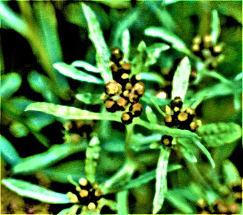 Blütenknospen beim Wald-Ruhrkraut(Gnaphalium sylvaticum(L.))