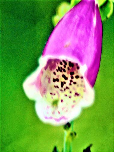 Blüte des Roten Fingerhutes(Digitalis purpurea(L.))