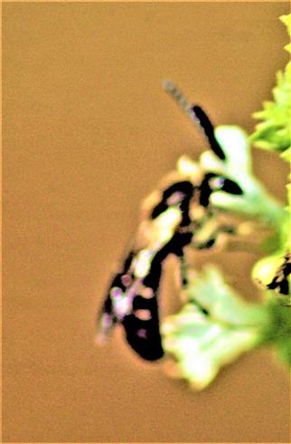 Gemeine Furchenbiene(Lasioglossum calceatum(Scopoli 1763))