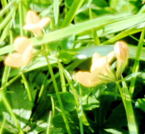 Blten des Gewhnlichen Hornklees(Lotus corniculatus(L.))