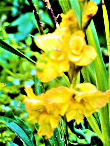Gelbliche Blten einer Gladiole(Gartengladiole(Gladiolus x hortulanus(L. H. Bailey))