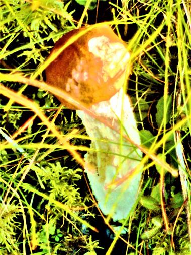Weistielige Rotkappe(Leccinum leucopodium(Pers.)Drfelt & G. Berg)