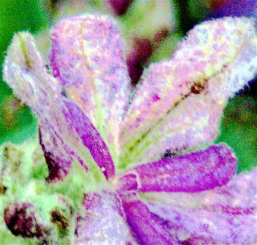 Blte eines Schopf-Lavendels(Lavendula stoechas(L.))