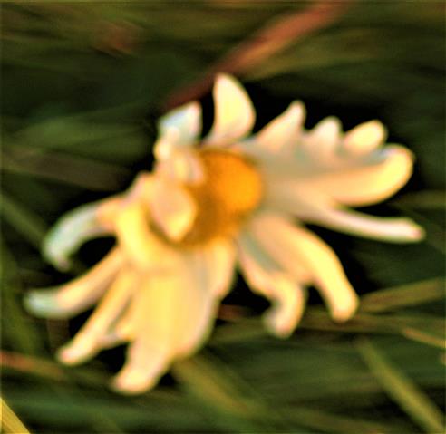 Blte einer Magerwiesen-Margerite(Leucanthemum vulgare(L.))