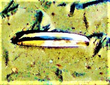 Muschelschale einer Amerikanischen Schwertmuschel(Conrad 1843))