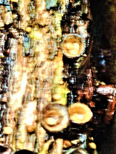 Gemeiner Tiegelteuerling(Crucibulum laeve(Huds.)Kambly)