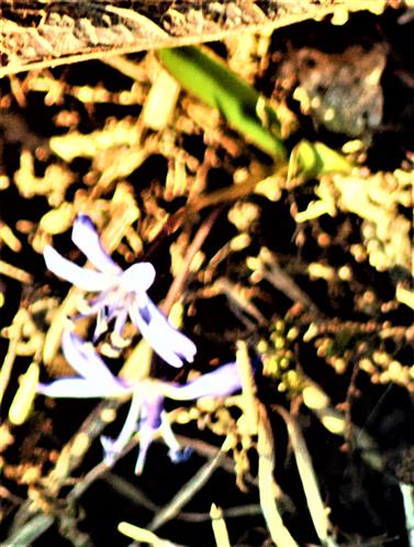Blaustern(Scilla bifolia(L.))