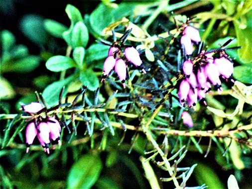 Besenheide(Calluna vulgaris(L. )Hull)