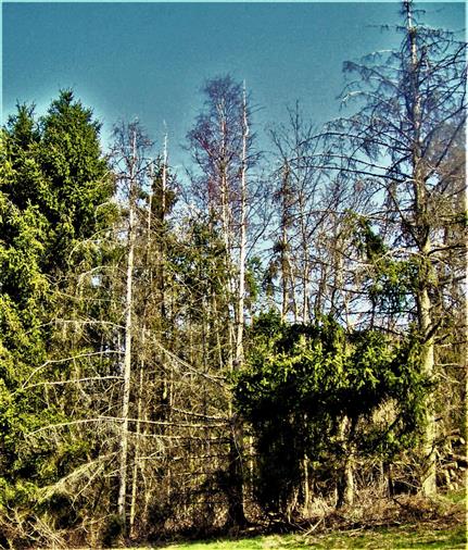 Rommelsberg: Ersetzt Natur Gemeine Fichten(Picea abies(L.) H. Karst.) durch Birken(Betula)?