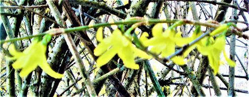 Blten einer Garten-Forsythie(Forsythia x intermedia(Zabel))
