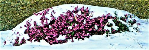 Besenheide(Calluna vulgaris(L.)) auf dem Eiershuser Friedhof