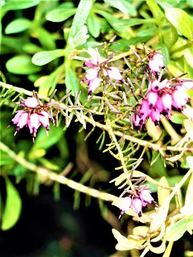 Besenheide(Calluna vulgaris(L.)) an einer Straenbschung blhend