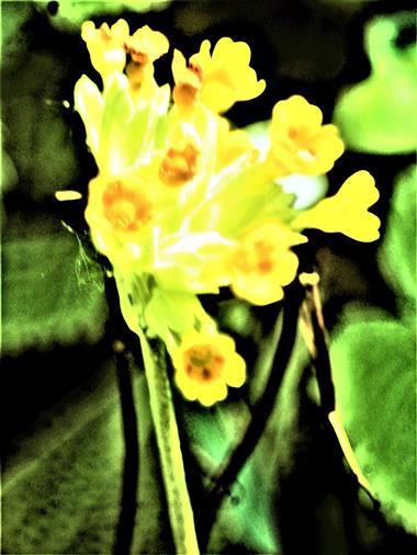 Blten der Echten Schlsselblume(Primula veris(L.))