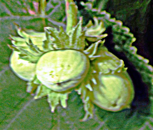 Vier Haselnsse(Corylus avellana(L.)) am Waldrand des Hirschberges
