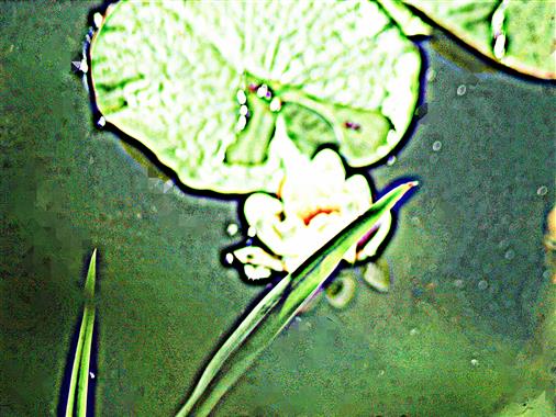 Knospe bzw. junge Blte einer Weien Seerose(Nymphaea alba(L.))