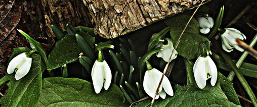 Kleines bzw. Gewhnliches Schneeglckchen(Galanthus nivalis(L.))