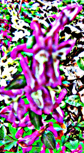 Hohler Lerchensporn(Corydalis cava(L.))