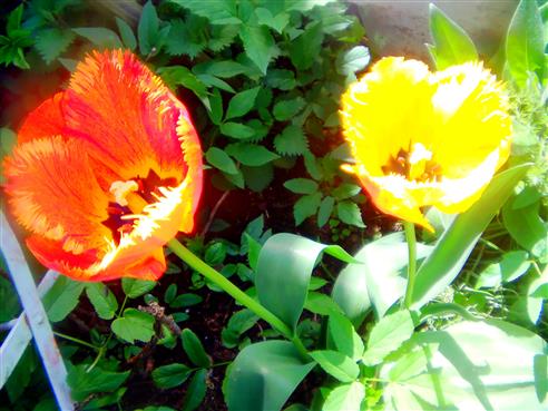 Fransen-Tulpen(Crispa)(Tulipa(L.))