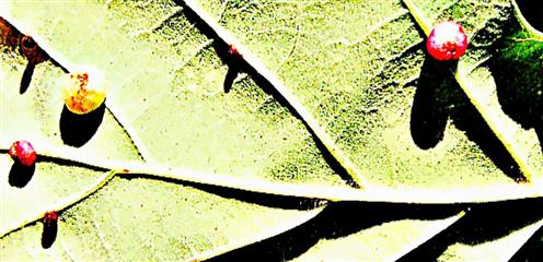 Auf der Unterseite eines Traubeneichenblattes(Quercus petraea(Matuschka)Liebl.) Gallen der Gallwespengattung Cynips