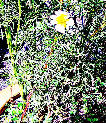 Blte einer Jungfer im Grnen(Nigella damascena(L.))