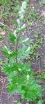 Gewöhnlicher oder gemeiner Beifuß(Artemisia vulgaris(L.))