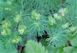 Zypressen-Wolfsmilch(Euphorbia cyparissias(L.))