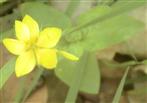 Blüte des Hain-Gilbweiderichs(Lysimachia nemorum(L.))