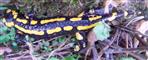 Feuersalamander(Salamandra salamandra(L. 1758))