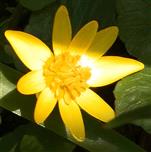 Blüte des Scharbockskrauts(Ficaria verna(Huds.))
