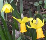 Blüten der Osterglocke(Narcissus pseudonarcissus(L.))