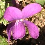 Blüte des Waldveilchens(Viola reichenbachiana(Boreau))