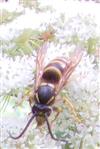 Gemeine Wespe(Vespula vulgaris 1758))
