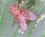 Fliege (Phaonia subventa)