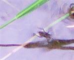 Junger, gemeiner Wasserläufer(Gerris lacustris(L. 1758))