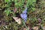 Zweiblättriger Blaustern(Scilla bifolia(L.))