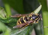 Gemeine Wespe(Vespula vulgaris(L.)) Königin auf Suche nach einem Nistplatz