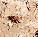 Sandbiene(Andrena) auf Suche nach einem Nistplatz