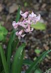 Gestreift weißrosa blühende Hyazinthe(Hyacinthus orientalis 