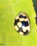 Vierzehnpunkt-Marienkäfer(Propylea quatuordecimpunctata(L. 1758))