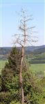 Etwa ein dürrer Vorbote für eine kommende Klimaerwärmung? Gemeine oder Waldkiefer(Pinus sylvestris(L.))