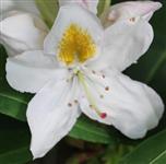 Blüte eines weißen Rhododendrons(