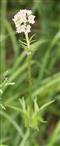 Echter Baldrian(Valeriana officinalis(L.)) knospend