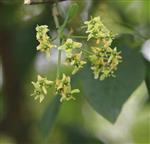 Blüten des europäischen Pfaffenhütchens, gewöhnlichen Spindelstrauches(Euonymus europaeus(L.))