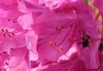 Westliche Honigbiene(Apis mellifera(L. 1758)) in einer Blüte des pontischen Rhododendrons(Rhododendron ponticum 