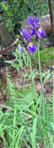 Verschiedenfarbige Schwertlilie(Iris versicolor(L.))